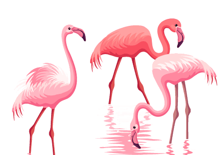 A group of flamingoes